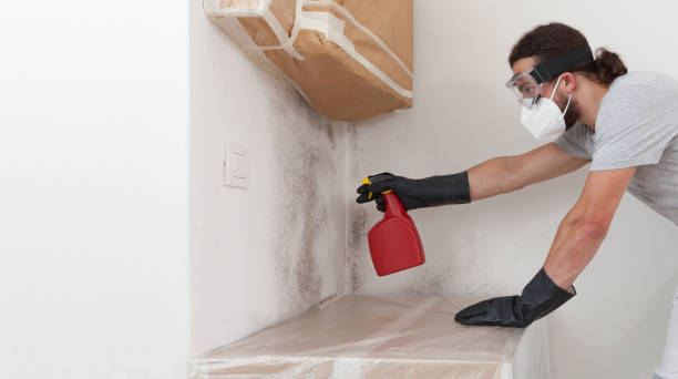 Professional Basement Mold Removal technician working in Alpine, TX