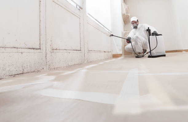 24/7 Emergency Basement Mold Removal experts in Alpine, TX