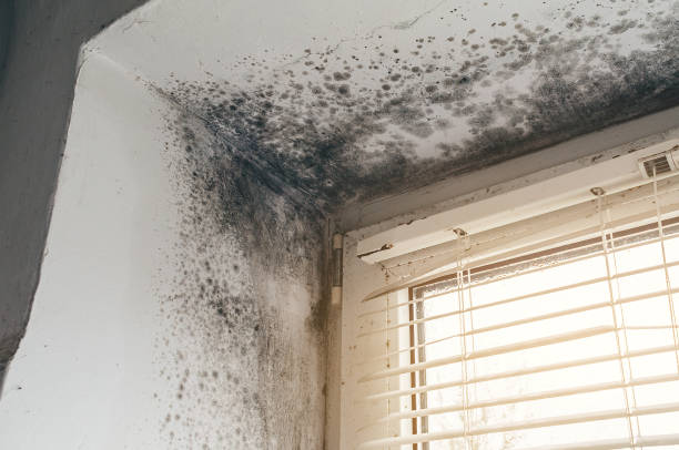 Affordable Basement Mold Removal solutions in Alpine, TX